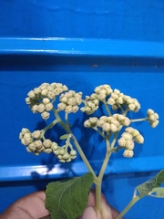 Parthenium fruticosum