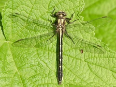 Phanogomphus borealis