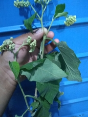 Parthenium fruticosum