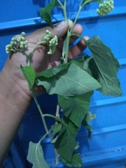 Parthenium fruticosum
