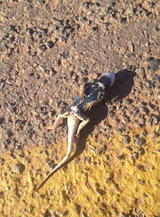 Sceloporus zosteromus rufidorsum