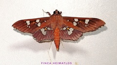 Phostria temira
