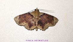 Dolichosomastis bicolorata