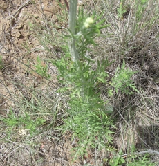 Hymenopappus flavescens