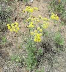 Hymenopappus flavescens
