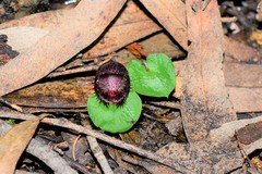 Corybas fimbriatus