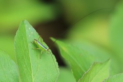 Conocephalus gigantius