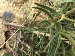 Astragalus pectinatus