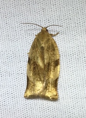 Choristoneura fractivittana