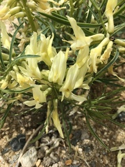Astragalus pectinatus
