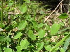 Codonopsis kawakamii