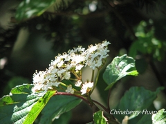 Viburnum betulifolium