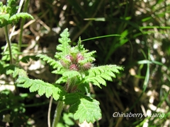 Pedicularis refracta transmorrisonensis