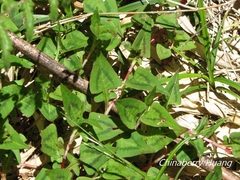 Persicaria runcinata