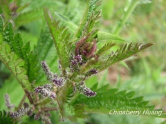 Urtica taiwaniana