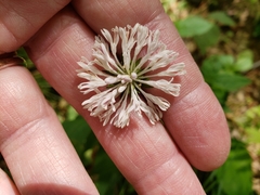 Marshallia trinervia