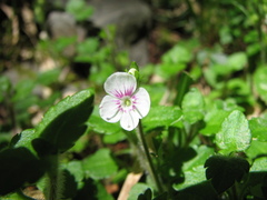 Veronica oligosperma