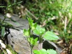 Veronica oligosperma