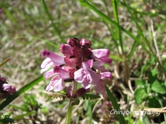 Pedicularis refracta transmorrisonensis