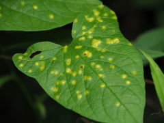 Puccinia convolvuli