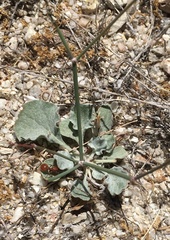 Eriogonum elegans