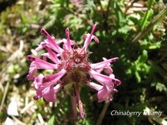 Pedicularis refracta transmorrisonensis