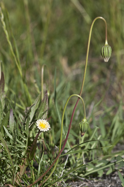 Microseris douglasii