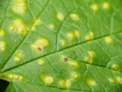 Puccinia convolvuli