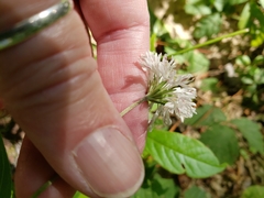 Marshallia trinervia