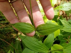 Marshallia trinervia