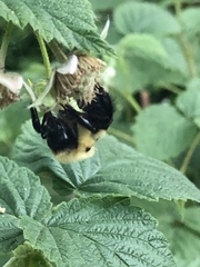 Bombus bimaculatus