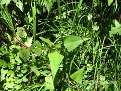 Persicaria runcinata