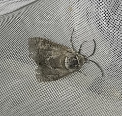 Prionoxystus macmurtrei