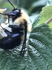 Bombus bimaculatus