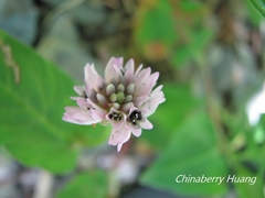 Persicaria runcinata