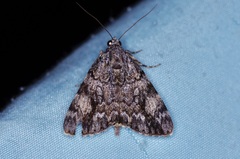 Catocala lineella