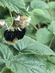 Bombus bimaculatus