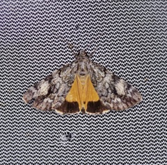 Catocala lineella