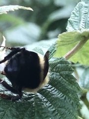 Bombus bimaculatus