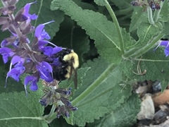 Bombus bimaculatus