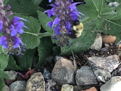 Bombus bimaculatus