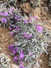Astragalus spatulatus