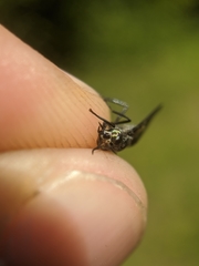 Chrysops carbonarius