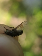 Chrysops carbonarius