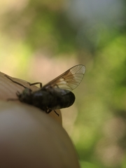 Chrysops carbonarius
