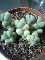 Lithops