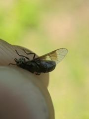 Chrysops carbonarius