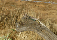 Sceloporus zosteromus rufidorsum