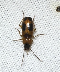 Badister neopulchellus