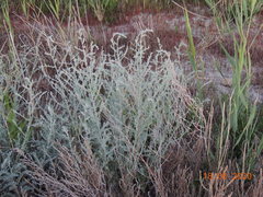 Artemisia nitrosa
